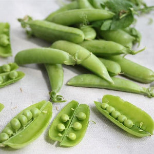 Dwarf White Sugar Snow Peas