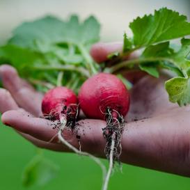 Crimson Giant Radish