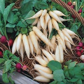 White Icicle Radish