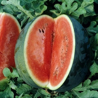 Florida Giant Watermelon