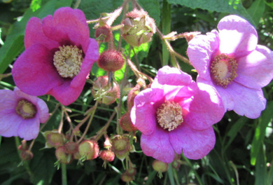 Purple Flowering Raspberry