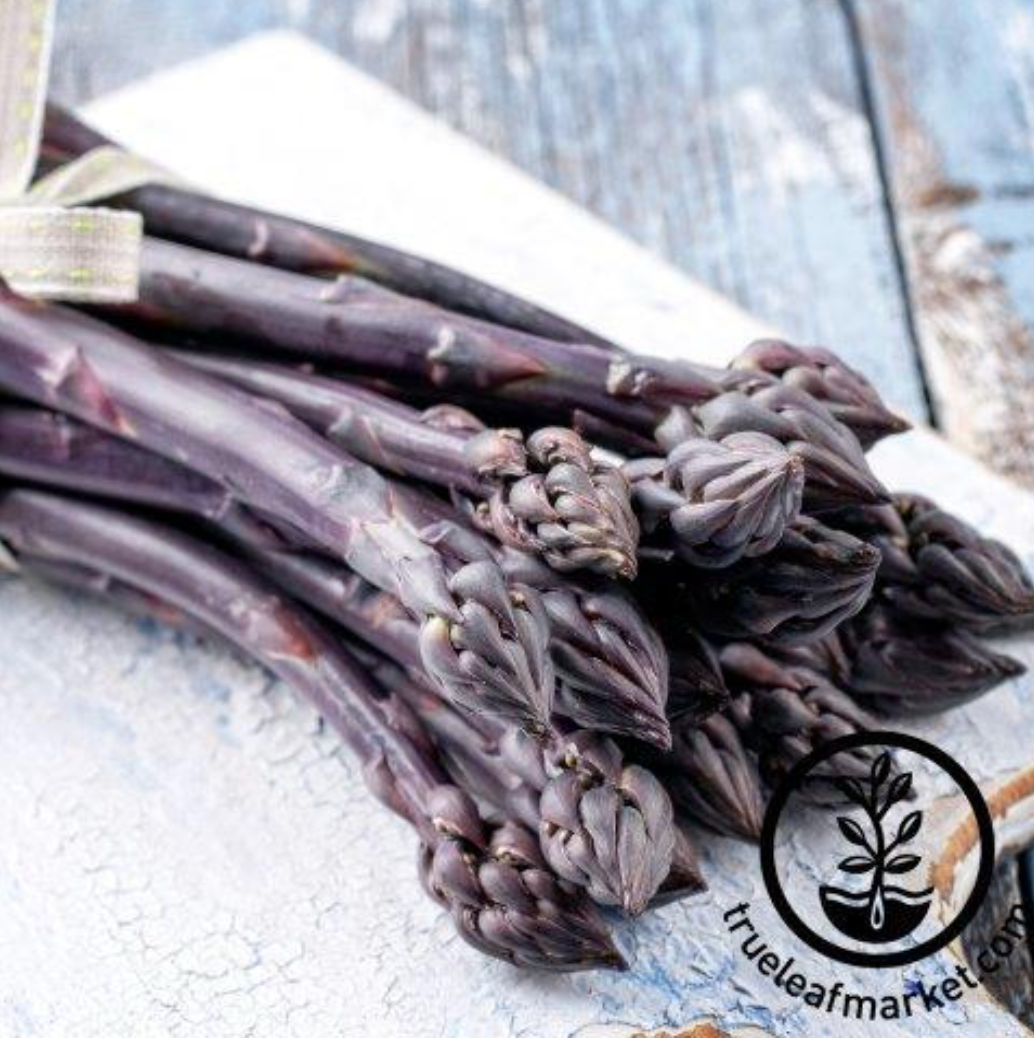 Sweet Purple Asparagus