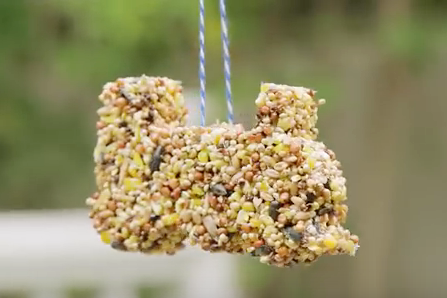 DIY Bird Feeder Kit