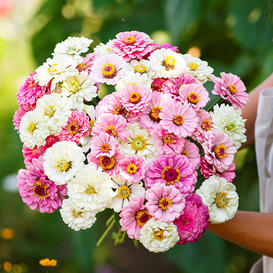 Isn't This Romantic Zinnia Mix