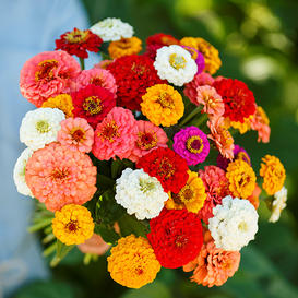 Cut & Come Again Zinnia Mix