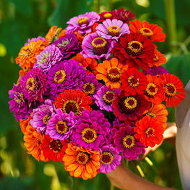 Purple Dream Zinnia Mix