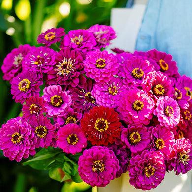 Purple Prince Zinnia