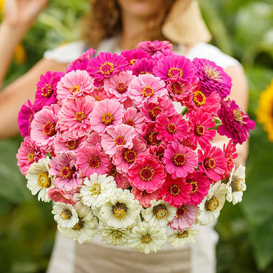 Show Stopper Zinnia Mix