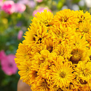 Sungod Super Cactus Zinnia