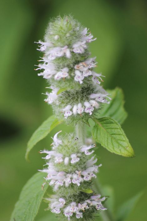 Hairy Wood Mint