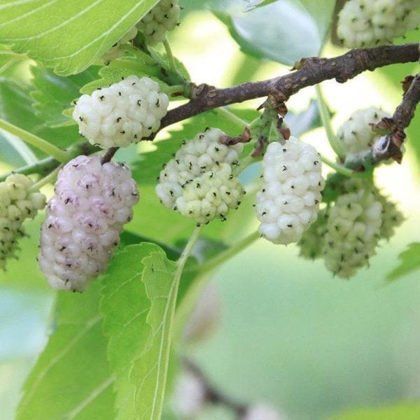 White Mulberry