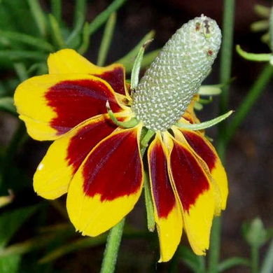 Mexican Hat Coneflower