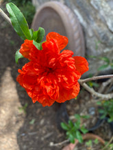 Load image into Gallery viewer, Gift Card