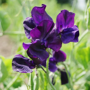 Royal Navy Blue Sweet Pea