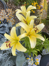 Load image into Gallery viewer, Gift Card