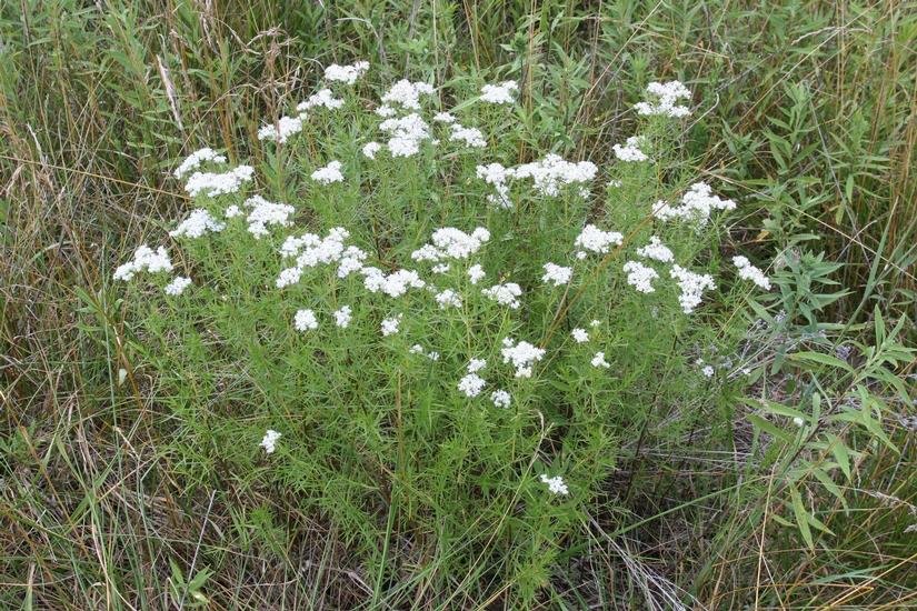 Slender Mountain Mint