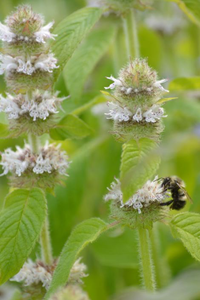 Hairy Wood Mint