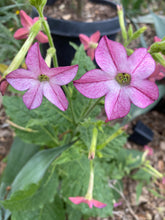 Load image into Gallery viewer, Gift Card