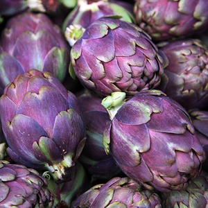 Purple Italian Globe Artichoke