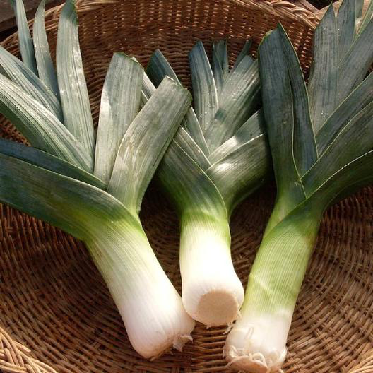 Early Giant Leeks