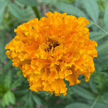 Load image into Gallery viewer, Gift Card