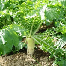 Load image into Gallery viewer, Japanese Minowase Daikon Radish