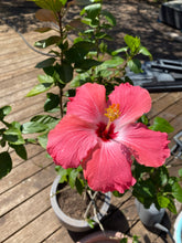 Load image into Gallery viewer, Gift Card