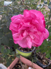 Load image into Gallery viewer, Gift Card