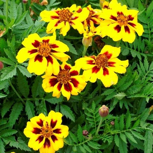 Dainty Marietta Dwarf French Marigold