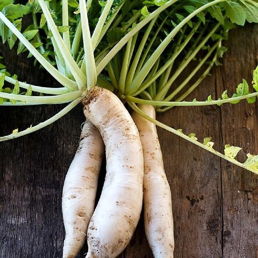 Japanese Minowase Daikon Radish