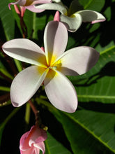 Load image into Gallery viewer, Gift Card