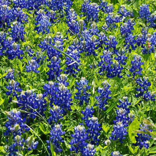 Bluebonnets