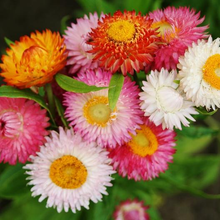 Load image into Gallery viewer, Swiss Giant Strawflower