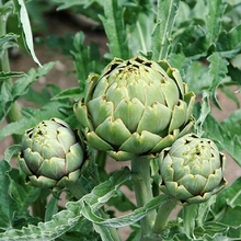 Load image into Gallery viewer, Green Globe Artichoke