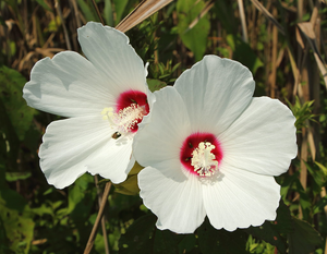 Crimson-eyed Rose Mallow