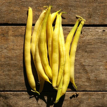 Load image into Gallery viewer, Cherokee Wax Bush Bean