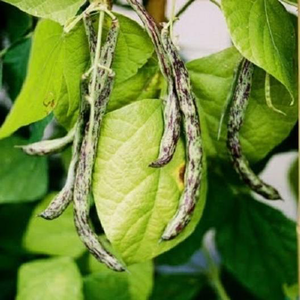 Rattlesnake Pole Bean