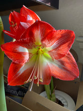 Load image into Gallery viewer, Gift Card