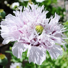 Load image into Gallery viewer, Lilac Pompom Poppy