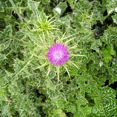 Milk Thistle