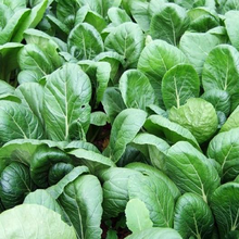 Load image into Gallery viewer, Tendergreen Mustard
