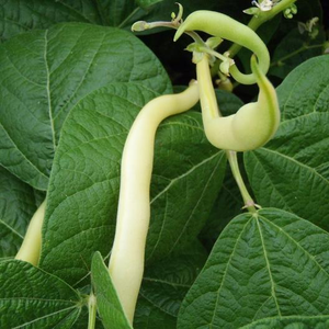 Cherokee Wax Bush Bean