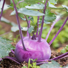 Load image into Gallery viewer, Purple Vienna Kohlrabi