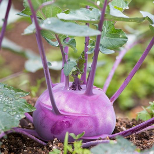 Purple Vienna Kohlrabi