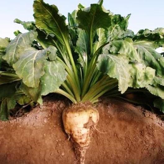 Sugar Beet