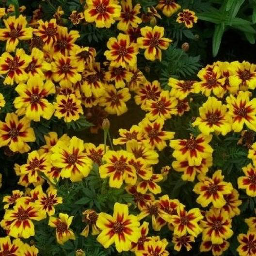 Dainty Marietta Dwarf French Marigold