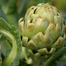 Load image into Gallery viewer, Green Globe Artichoke