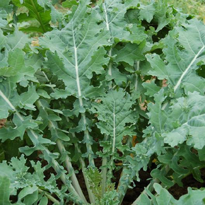 White Russian Kale