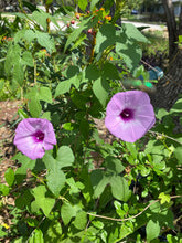 Load image into Gallery viewer, Gift Card