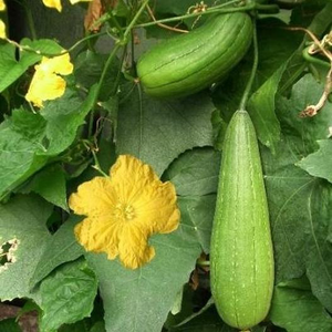 Luffa Gourd